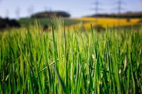 Wiesenlandschaft